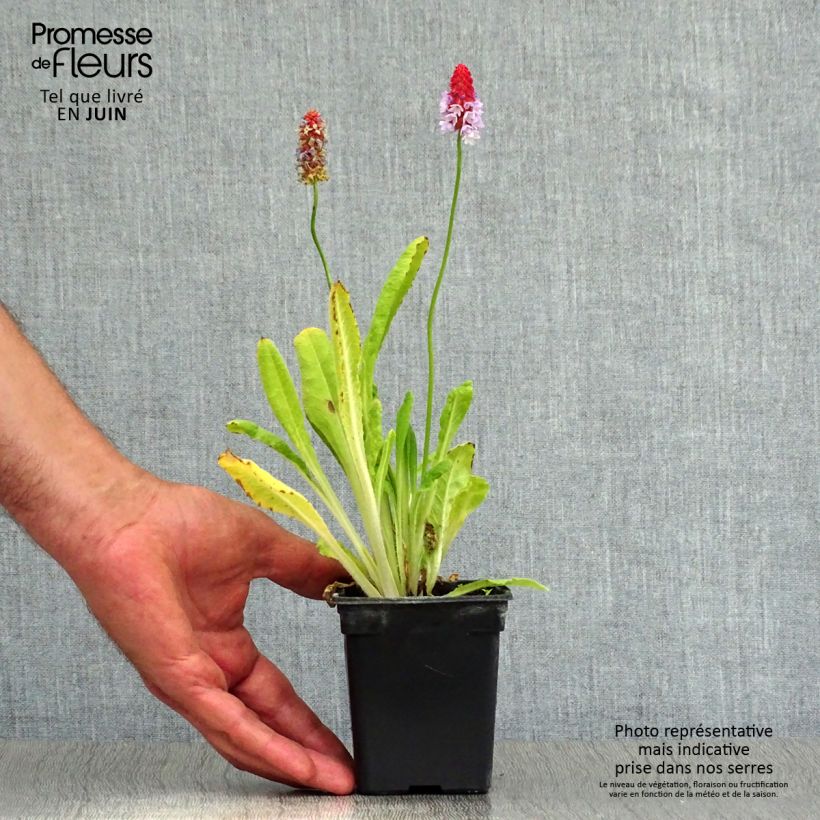 Ejemplar de Primula vialii Maceta de 7/8 cm entregado en verano