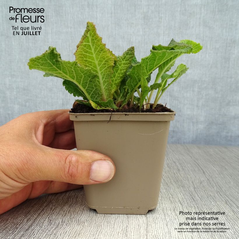 Ejemplar de Primula vulgaris Strong Beer Maceta de 8/9 cm entregado en verano