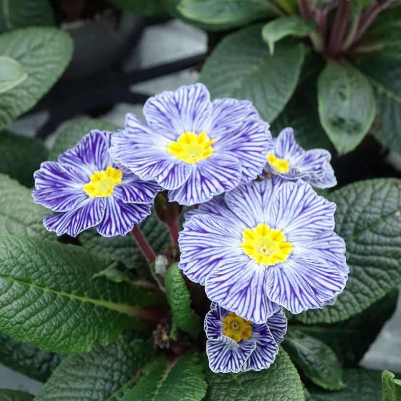 Primula vulgaris Zebra Blue (Floración)