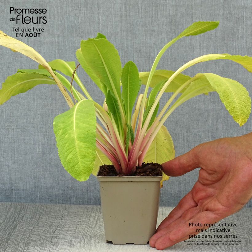 Ejemplar de Primula bulleyana Maceta de 8/9 cm entregado en verano