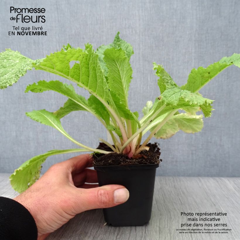 Ejemplar de Primula japonica Alba Maceta de 8/9 cm entregado en otoño