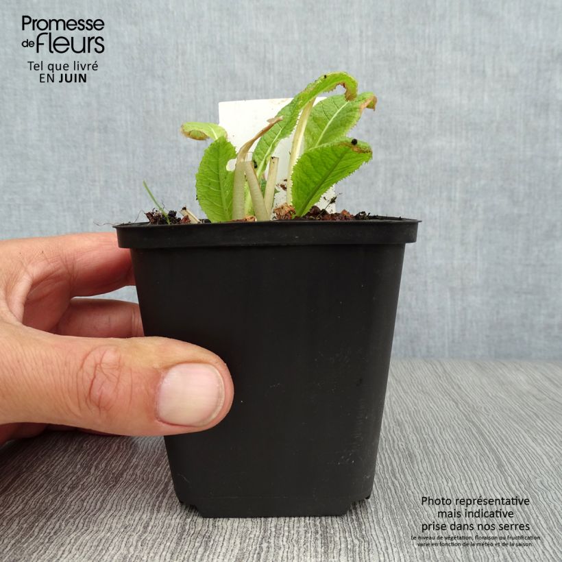 Ejemplar de Primula japonica Alba Maceta de 8/9 cm entregado en verano