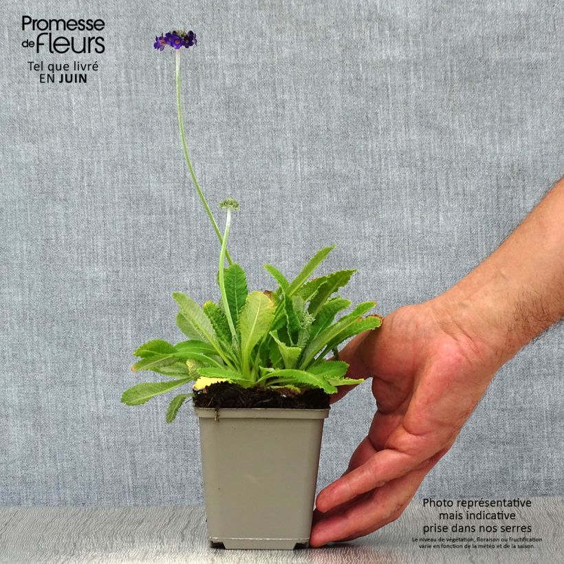 Ejemplar de Primula capitata subsp. mooreana Maceta de 8/9 cm entregado en verano