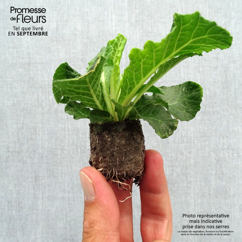 Ejemplar de Primula vulgaris Belarina Beaujolais minicepellón: Ø 3/4 cm entregado en otoño