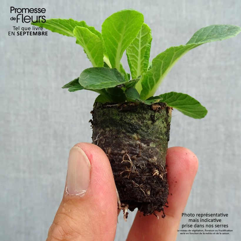 Ejemplar de Primula vulgaris Belarina Nectarine minicepellón: Ø 3/4 cm entregado en otoño