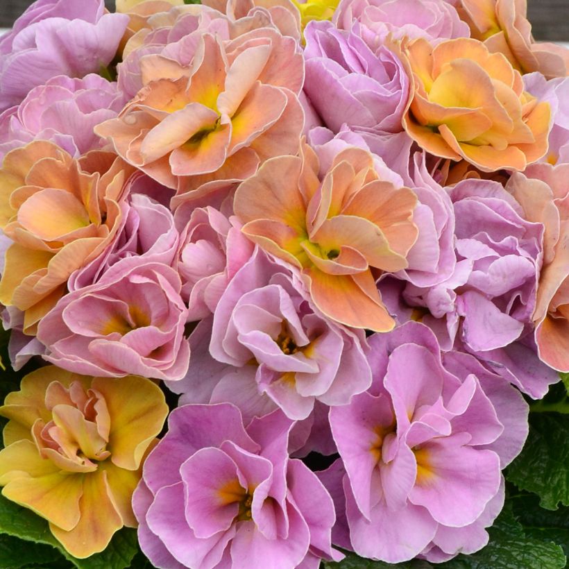 Primula acaulis Rubens Antique Rose F1 - Prímula (Floración)