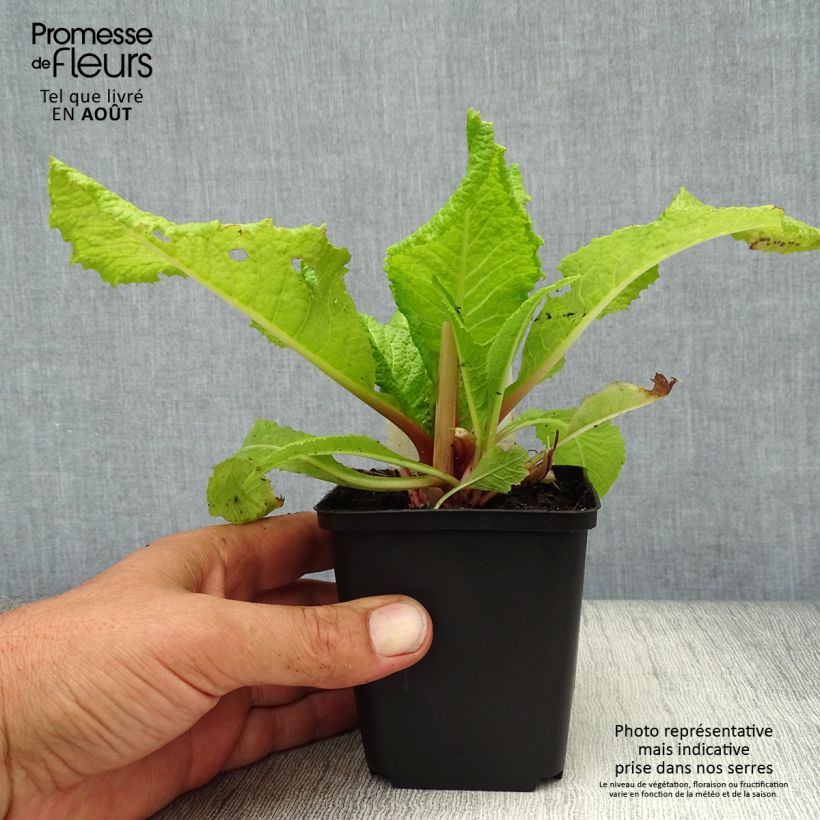 Ejemplar de Primula japonica Millers Crimson Maceta de 8/9 cm entregado en verano