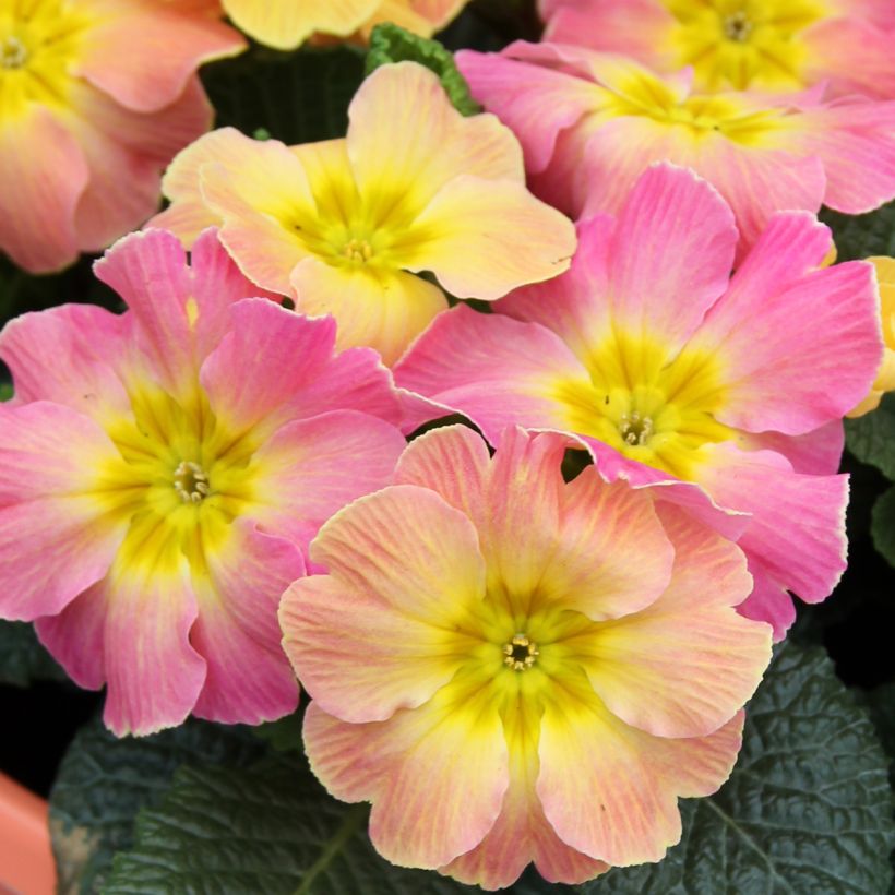 Primula hybrida Chameleon F1 (Floración)