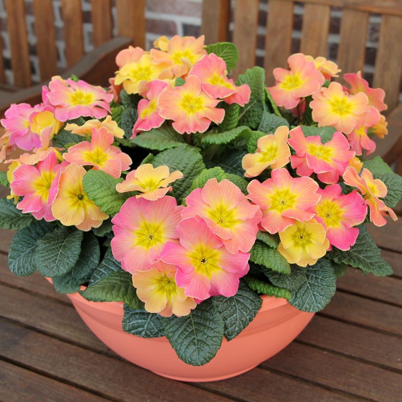 Primula hybrida Chameleon F1 (Porte)