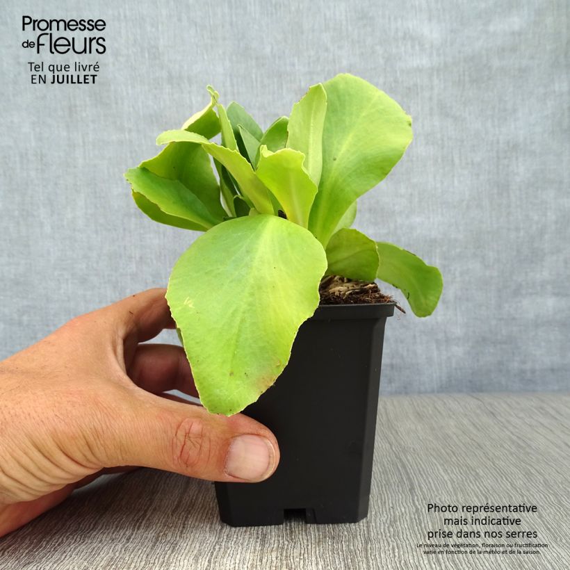 Ejemplar de Primula pubescens Mix Maceta de 8/9 cm entregado en verano