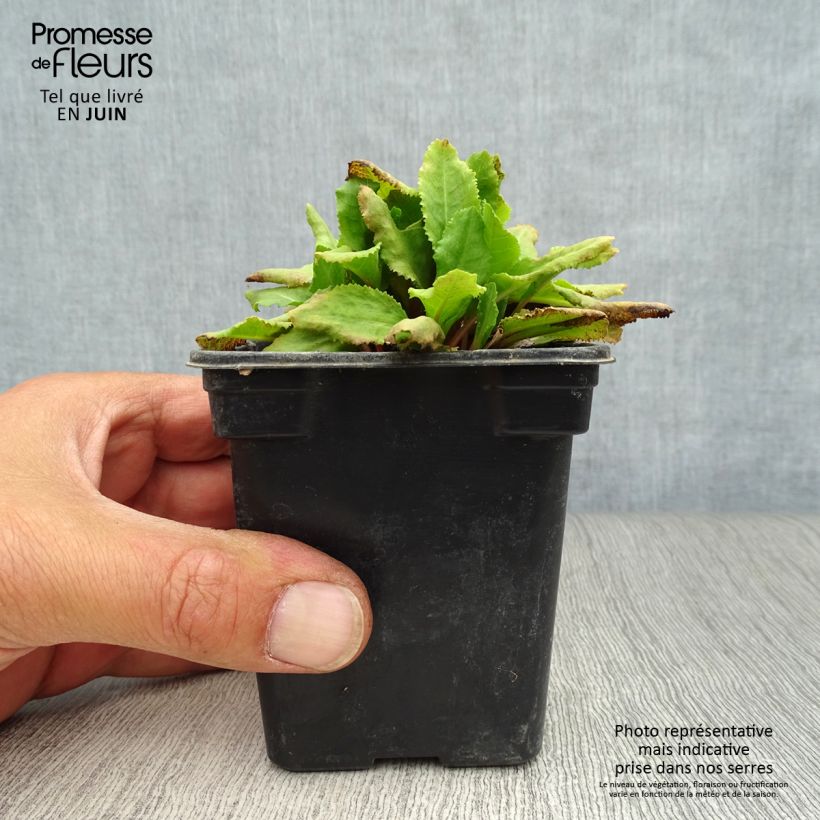 Ejemplar de Primula rosea Grandiflora Maceta de 7/8 cm entregado en verano
