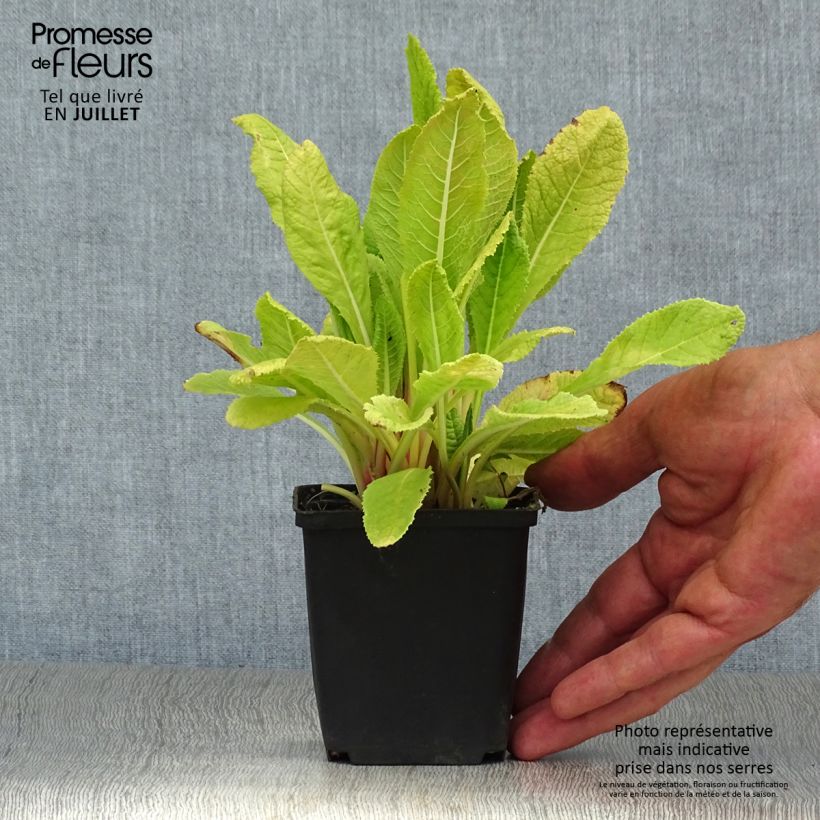 Ejemplar de Primula beesiana - Primevère candélabre Godet de 9cm entregado en verano
