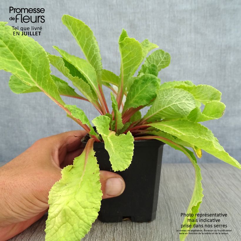 Ejemplar de Primula juliae Wanda Maceta de 8/9 cm entregado en verano