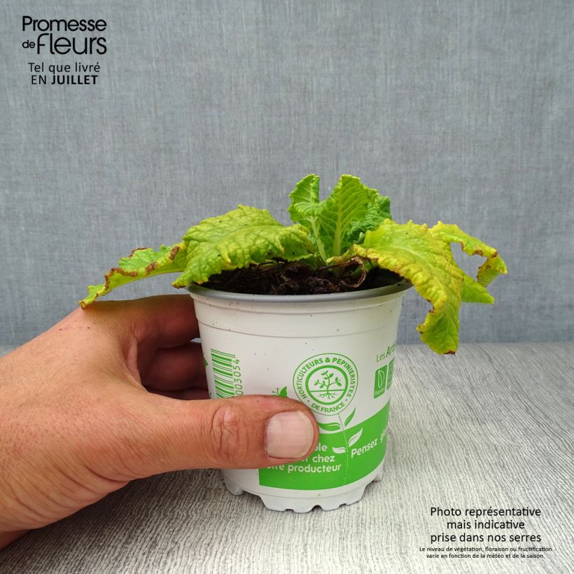 Ejemplar de Primula veris - Primevère officinale, Coucou Godet de 9cm entregado en verano