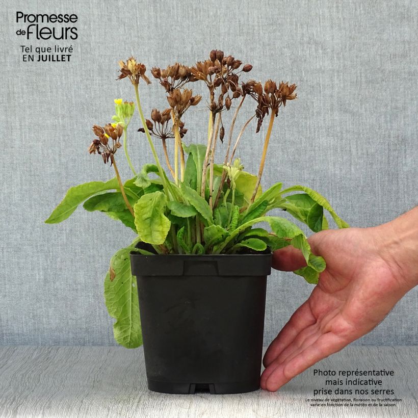 Ejemplar de Primula veris - Primevère officinale, Coucou Pot de 2/3 L entregado en verano