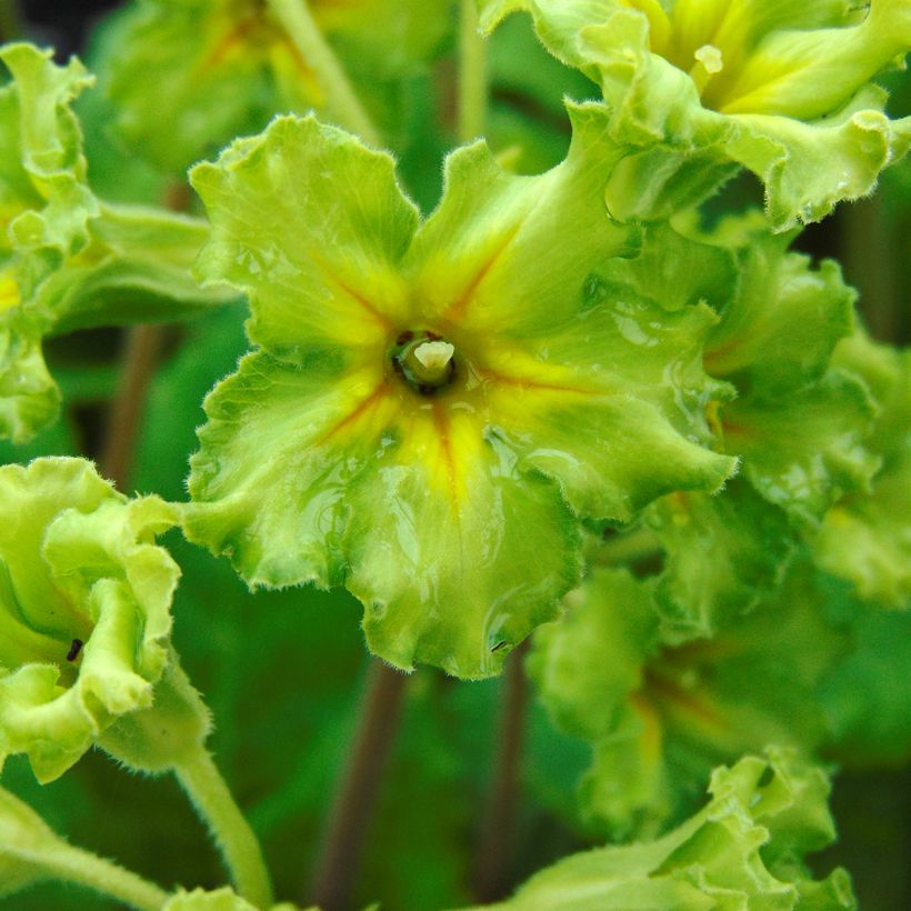 Primula vulgaris Francesca (Floración)