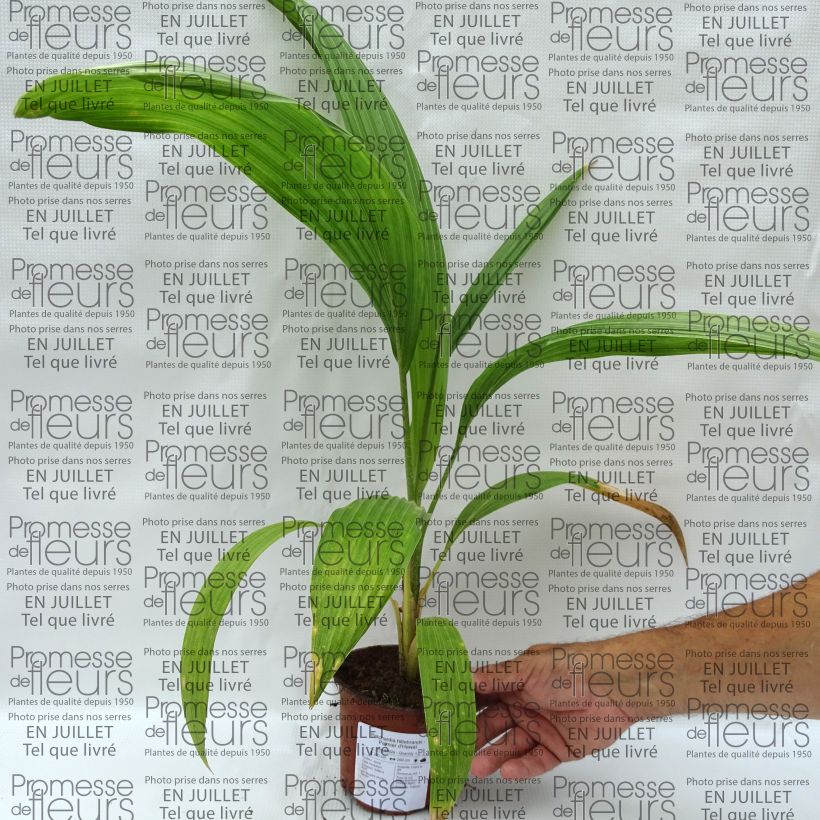 Ejemplar de Pritchardia hillebrandii - Palmera Maceta de 12 cm / 13 cm entregado en verano