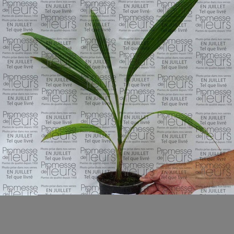 Ejemplar de Pritchardia hillebrandii Blue Moon - Palmera Maceta de 12 cm / 13 cmAltura de entrega aprox. 20/30cm entregado en verano
