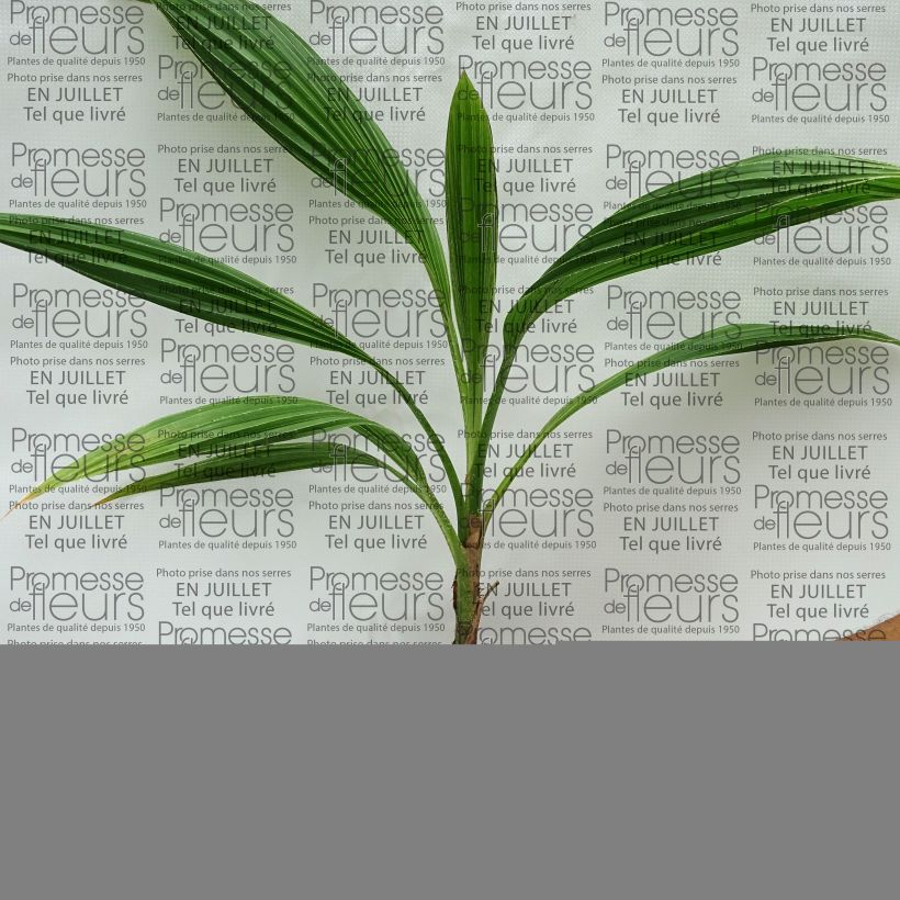 Ejemplar de Pritchardia pacifia - Palmera Maceta de 12 cm / 13 cmAltura de entrega aprox. 20/30cm entregado en verano