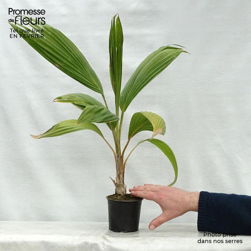 Pritchardia remota - Palmera Maceta de 12 cm / 13 cmAltura de entrega aprox. 20/30cm Ejemplar entregado en invierno