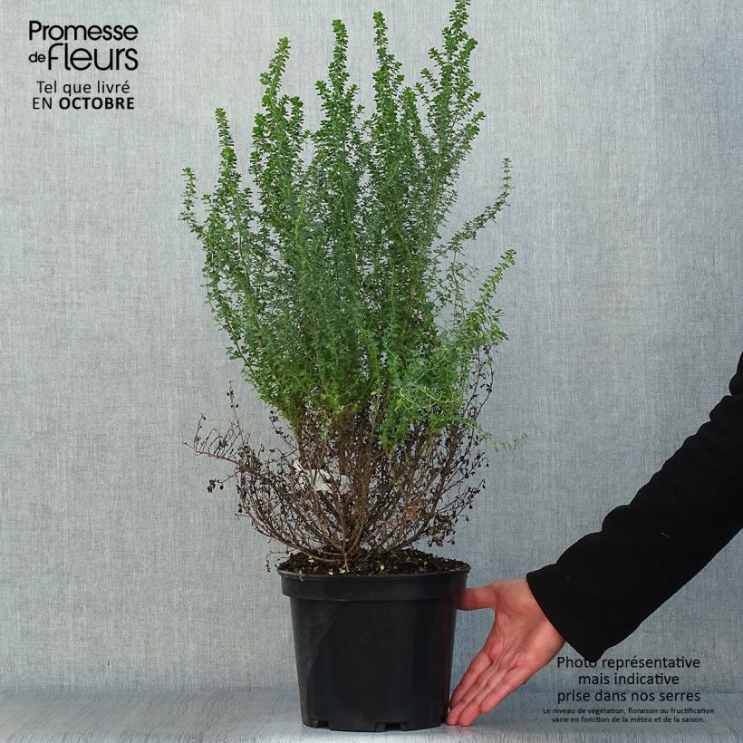 Ejemplar de Prostanthera cuneata Maceta 2L/3L entregado en otoño