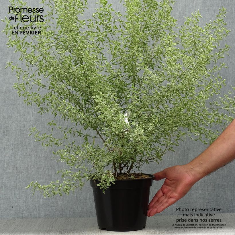 Ejemplar de Prostanthera ovalifolia Variegata Maceta 4L/5L entregado en otoño