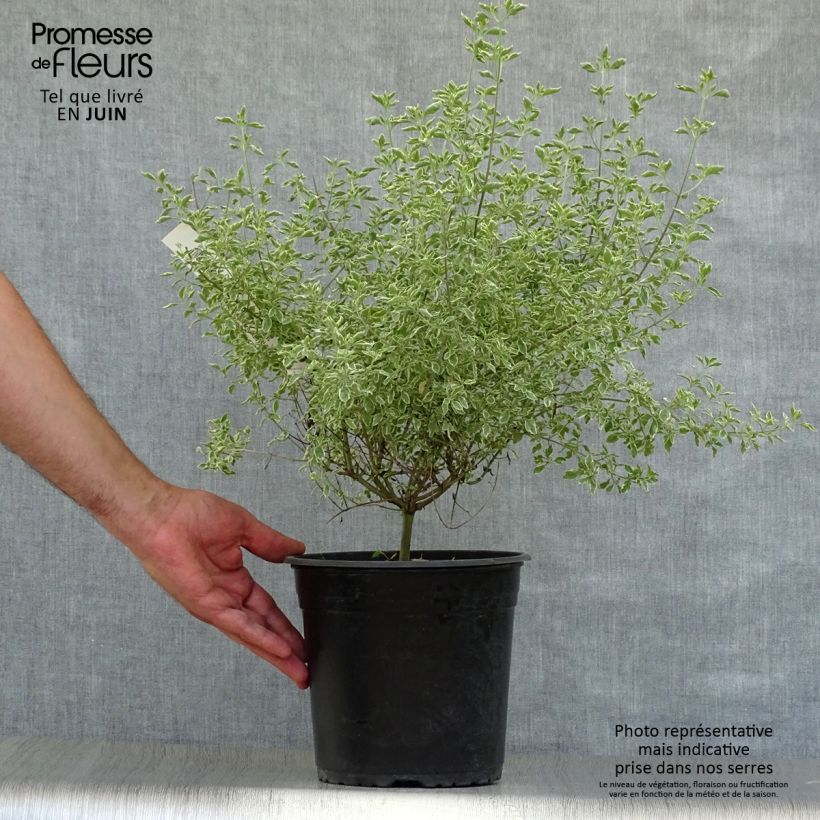 Ejemplar de Prostanthera rotundifolia Variegata Maceta 4L/5L entregado en verano