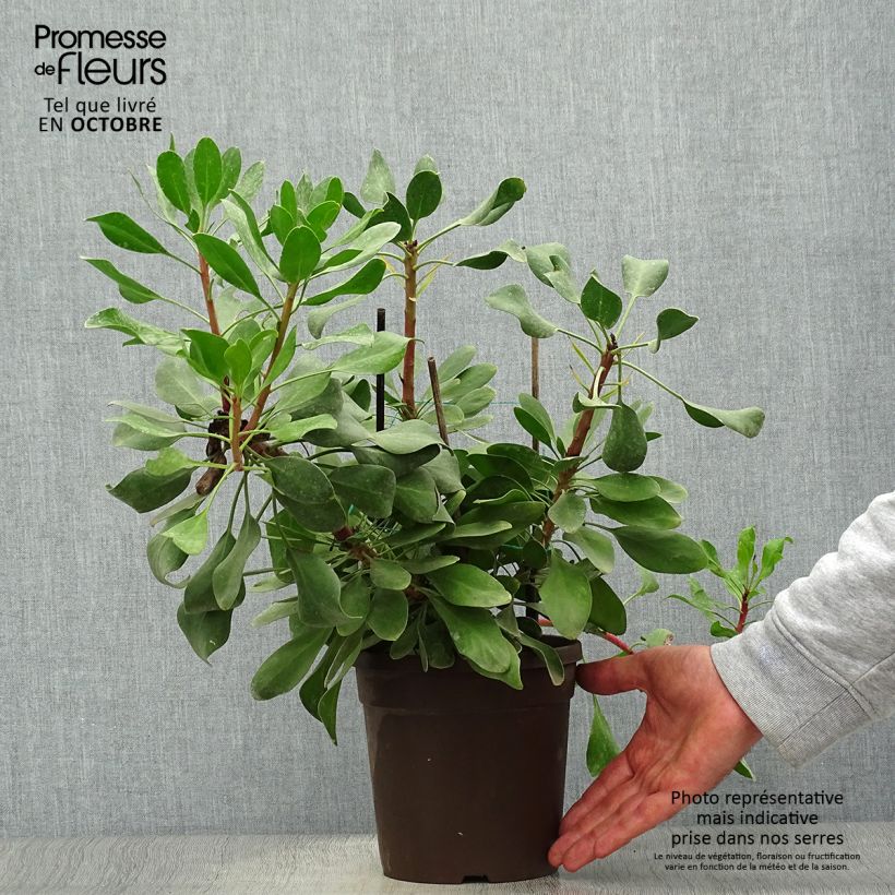 Ejemplar de Protea cynaroides Little Prince - Protea rey Maceta 2L/3L entregado en otoño