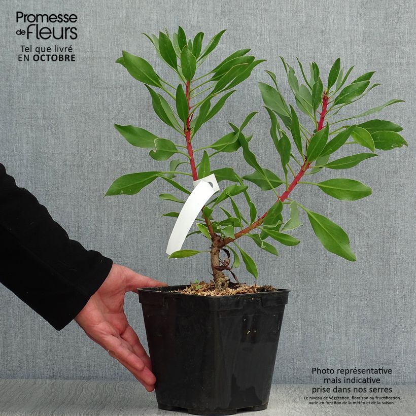 Ejemplar de Protea Pink Crown Maceta 4L/5L entregado en otoño
