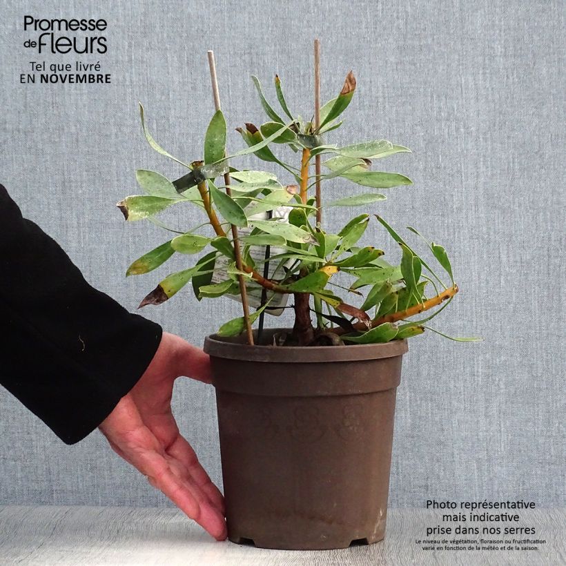 Ejemplar de Protea cynaroides White Crown - Protea rey Maceta 2L/3L entregado en otoño