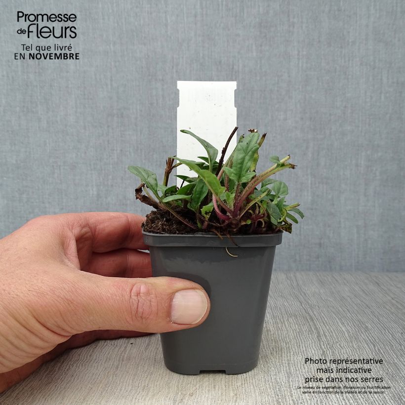 Ejemplar de Prunella grandiflora Bella Deep Rose Maceta de 7/8 cm entregado en otoño