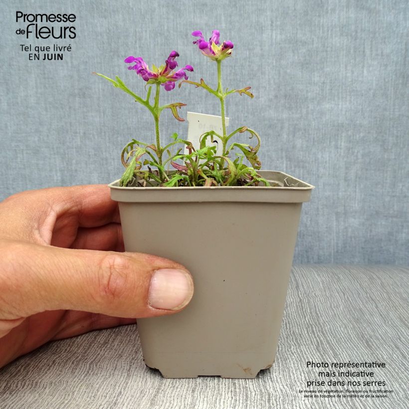 Ejemplar de Prunella grandiflora Pink Loveliness - Brunelle rose tendre. Godet de 9cm entregado en verano