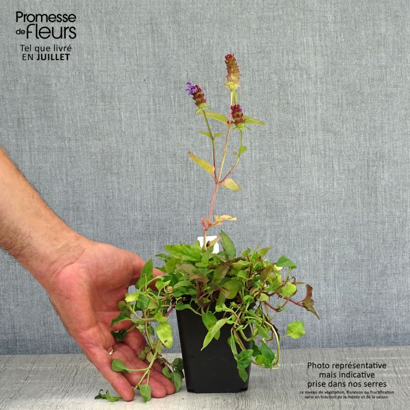 Ejemplar de Prunella vulgaris - Consuelda menor Maceta de 8/9 cm entregado en verano