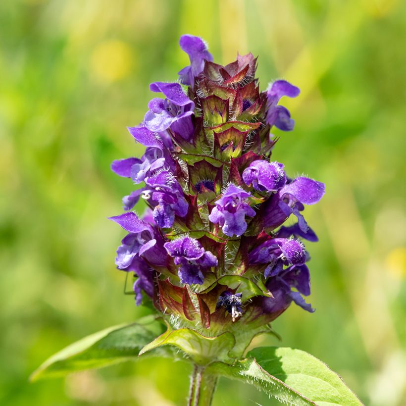 Prunella vulgaris - Consuelda menor (Floración)