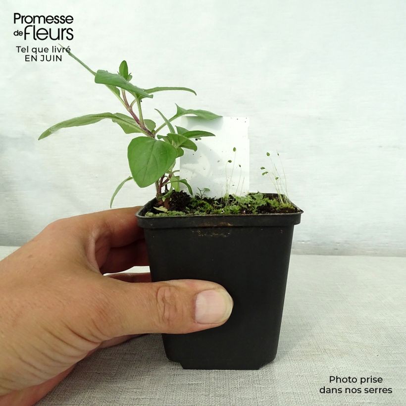 Ejemplar de Prunella webbiana Rosea Maceta de 8/9 cm entregado en verano