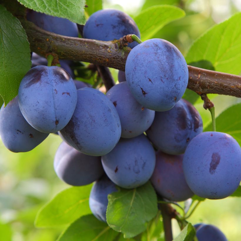 Ciruelo enano Mirablue (Cosecha)