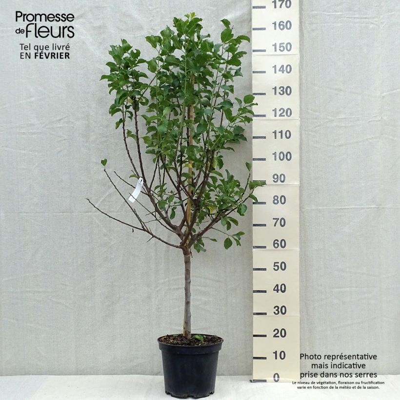Ejemplar de Ciruelo Reine Claude Dorée ou verte Maceta 7,5L/10L, Medio tallo entregado en otoño