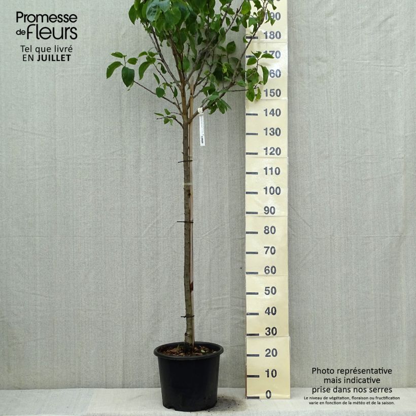 Ejemplar de Ciruelo Reine Claude Dorée ou verte Maceta 12L/15L, Medio talloAltura de entrega aprox. 150/175cm entregado en verano