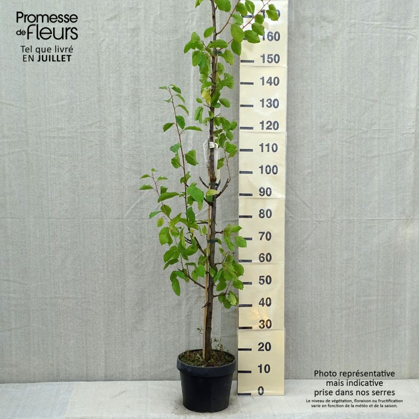 Ejemplar de Ciruelo Quetsche toronto Maceta 6L/7L, ColumnarAltura de entrega aprox. 200/+cm entregado en verano