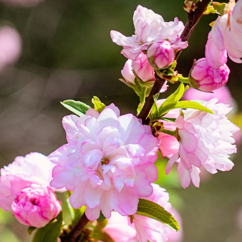 Prunus glandulosa Sinensis (Floración)