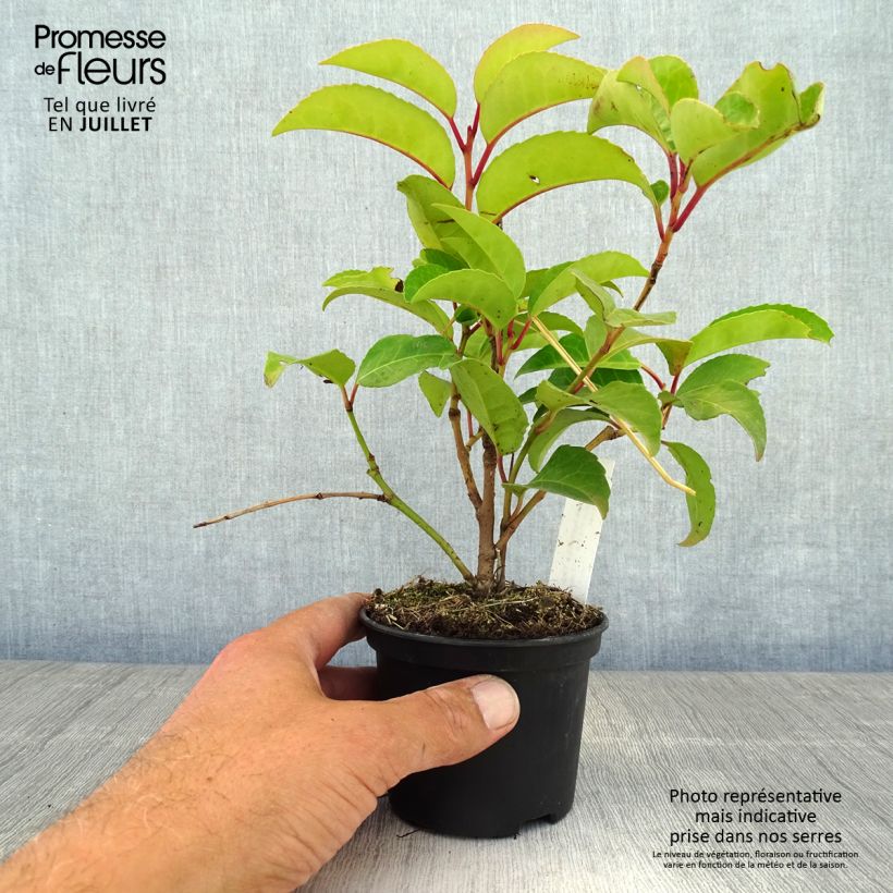 Ejemplar de Laurel portugués subsp. azorica Tico - Prunus lusitanica Maceta de 8/9 cm entregado en verano
