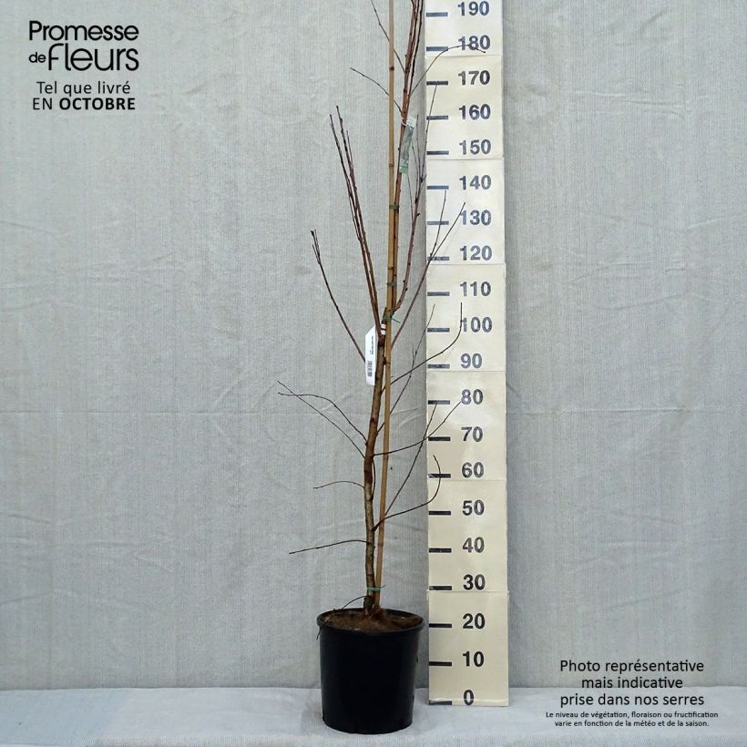Ejemplar de Prunus maackii Amber Beauty - Cerezo de Manchuria Maceta 12L/15L entregado en otoño