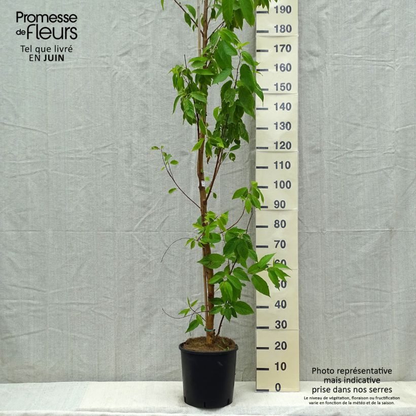 Prunus maackii Amber Beauty - Cerezo de Manchuria Maceta 12L/15LAltura de entrega aprox. 200cm +cm Ejemplar entregado en la primavera