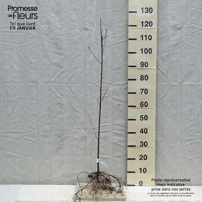 Prunus mahaleb - Cerezo de Santa Lucía Raíces desnudasAltura de entrega aprox. 60/80cm Ejemplar entregado en invierno