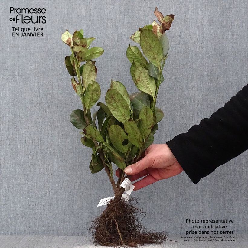 Prunus padus - Cerezo de racimos Raíces desnudasAltura de entrega aprox. 60/90cm Ejemplar entregado en invierno