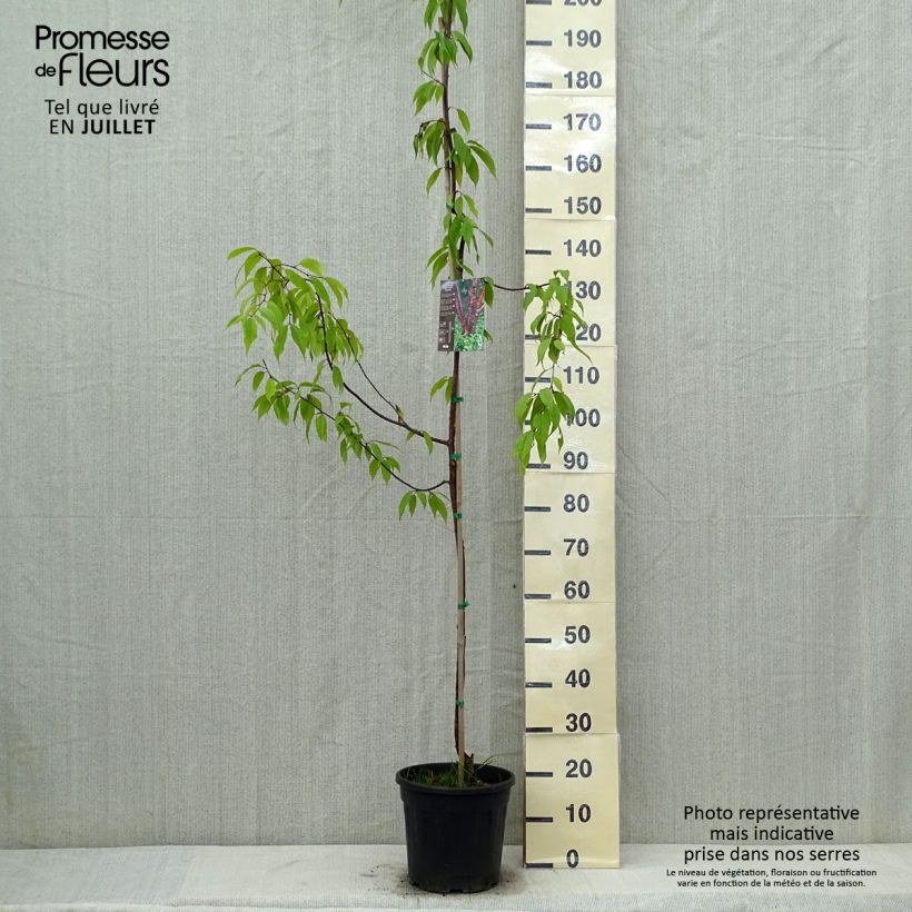 Ejemplar de Prunus serrula Amber Scots - Cerisier du Tibet  Pot de 7.5L/10L entregado en verano