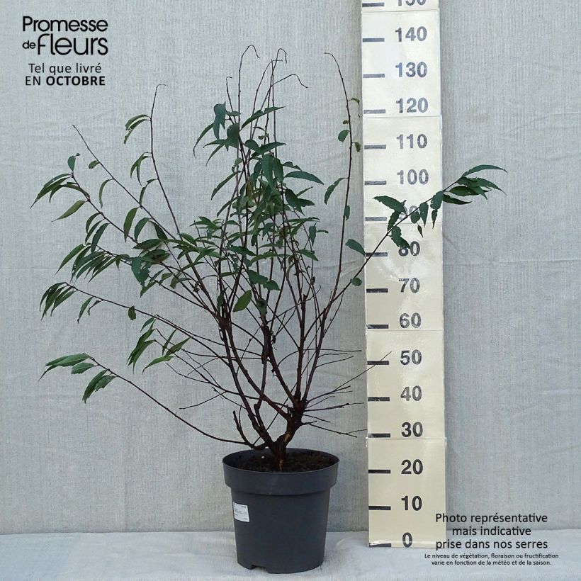 Ejemplar de Prunus serrula Maceta 12L/15L entregado en otoño