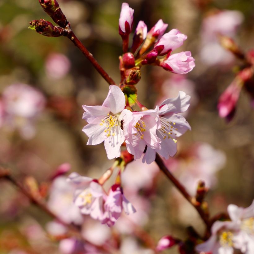 Prunus nipponica var. kurilensis Ruby (Floración)