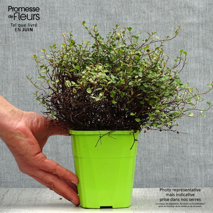 Ejemplar de Pseudanthus tasmanicus Radiance - Pot de 1.5L/2L entregado en verano