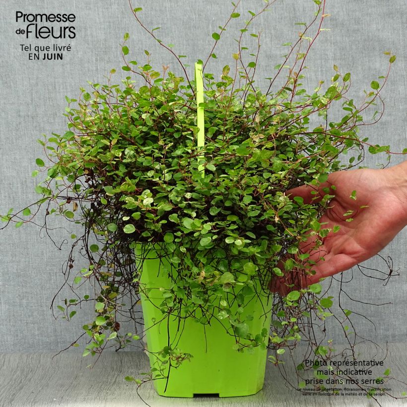 Ejemplar de Pseudanthus tasmanicus Radiance - Pseudanthus de Tasmanie - Pot de 4L entregado en verano